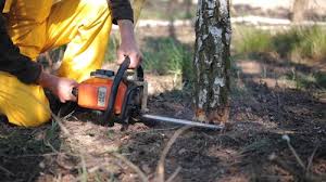 Trusted Caseyville, IL Tree Removal and Landscaping Services Experts